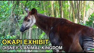 [4K] Okapi Exhibit  Rainforest Creature : Animal Kingdom (Orlando, FL)