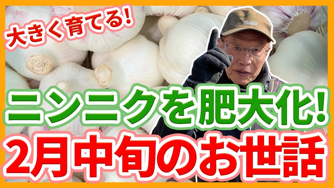 家庭菜園や農園のニンニク栽培で2月中旬以降の作業！さび病対策や春に向けた管理とニンニクの育て方！【農家直伝】