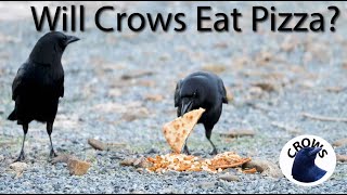 Do Crows Like Pizza?