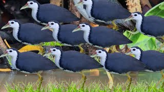 ডাহুক পাখির ডাক/ডাউক পাখির ডাক (Trap bird sound water hen bird)Tiếng chim kêu