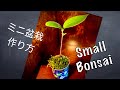 ミニ盆栽の簡単過ぎる作り方　[小品盆栽]　BONSAI