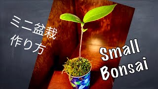 ミニ盆栽の簡単過ぎる作り方　[小品盆栽]　BONSAI