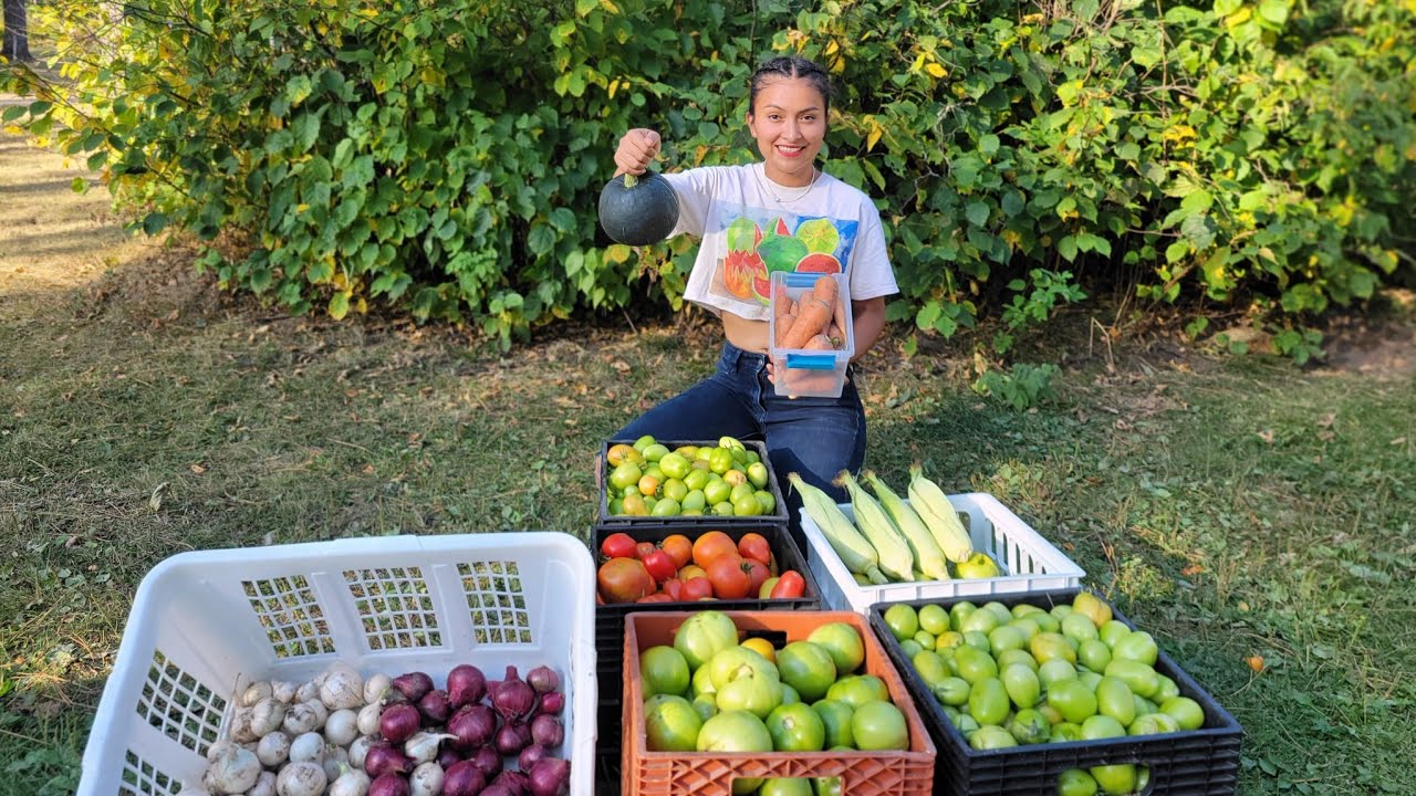 TODOS  LOS TOMATES QUE COSECHE DE MI HUERTO..🍅🍅🥕🥕🧅🌽( Nuestra cosecha 2023) 😍🌽🥕
