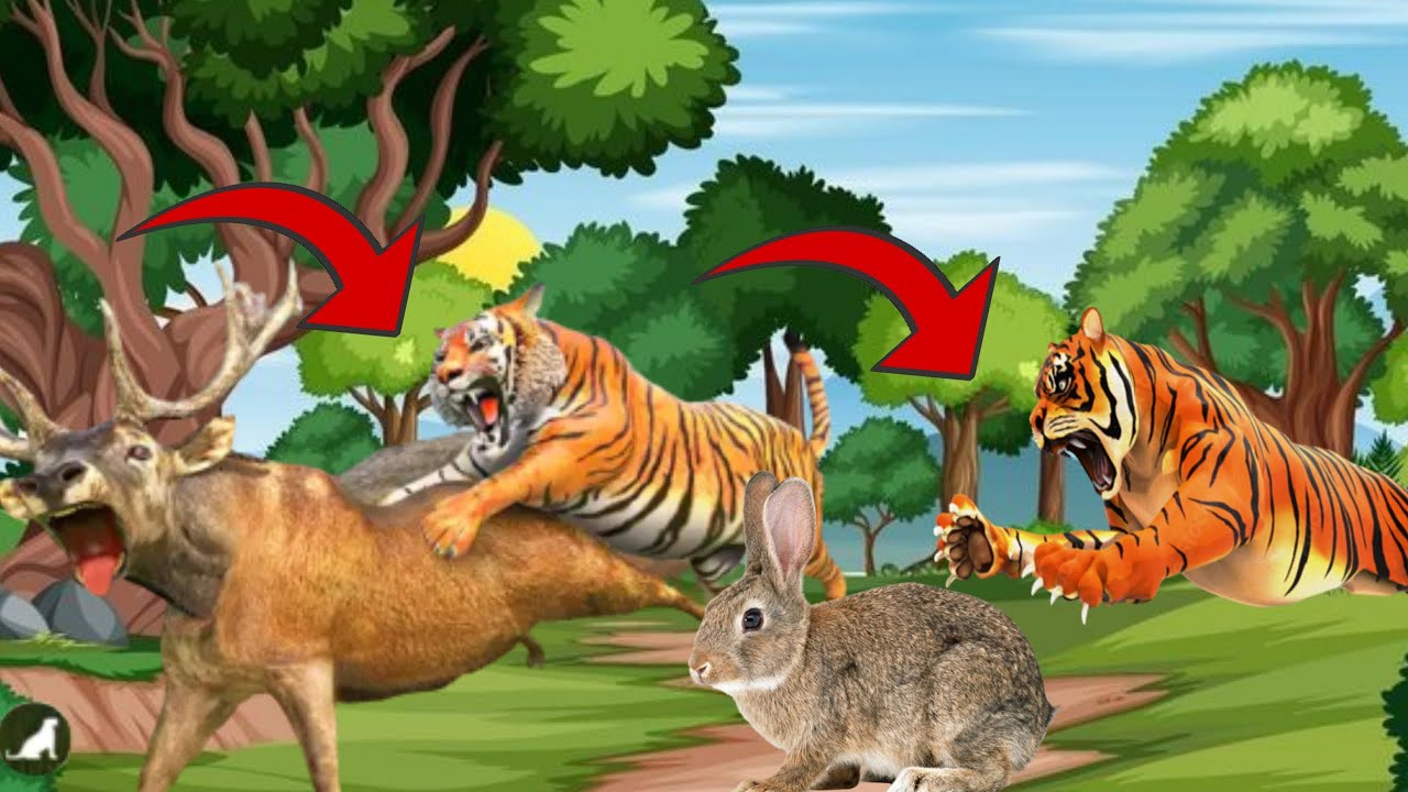 Tiger Attacking Rabbit Tiger🐅 attack on dear and two rabbit🐇| Tiger attack video bangal tiger ...