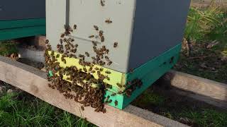 пыльцесборники для шестирамочника в работе и попутная ревизия пчел
