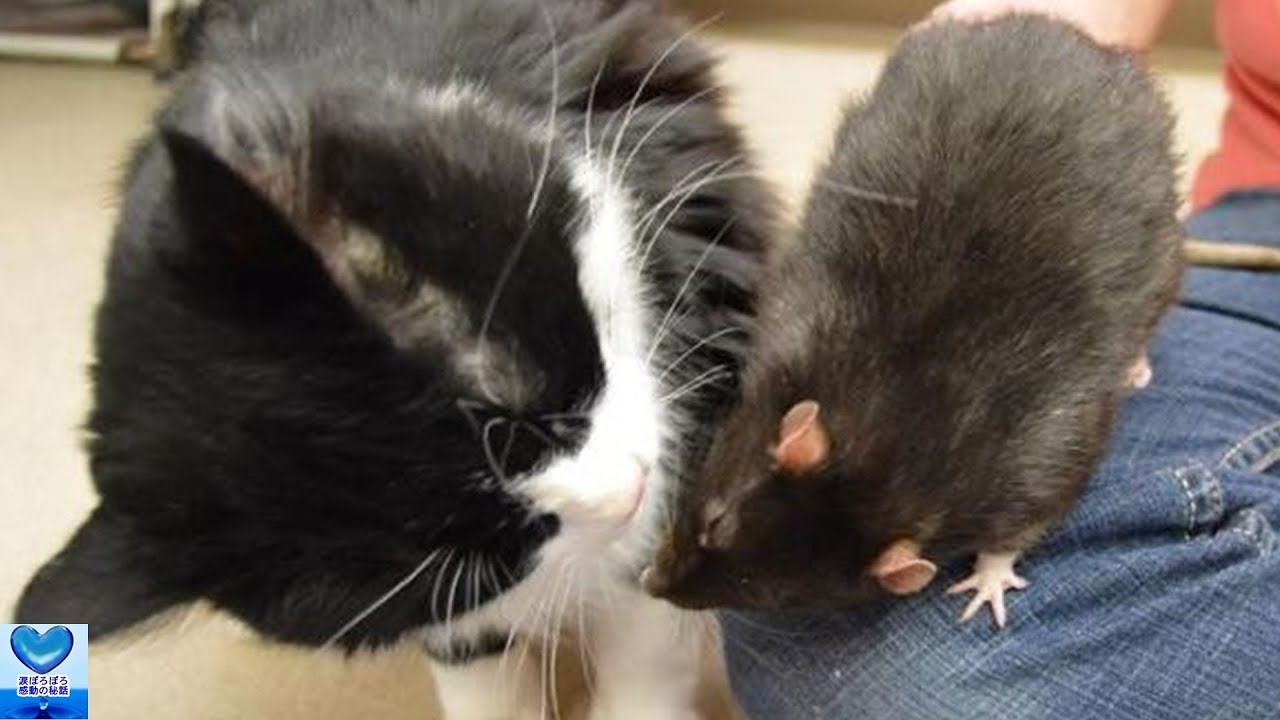 犬と猫とネズミの異種3匹トリオの絆に心温まる 感動 Youtube
