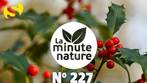 Est-ce que le houx est un arbre ?