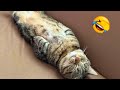 FUNNY CAT VIDEOS 2023😸 - 😂Funniest Cats 2023 #64
