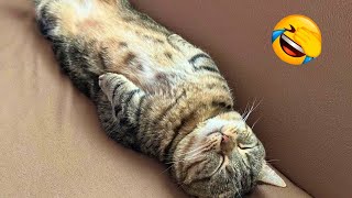 FUNNY CAT VIDEOS 2023😸 - 😂Funniest Cats 2023 #64 by Funny Cats Hub 36,444 views 11 months ago 1 hour, 7 minutes