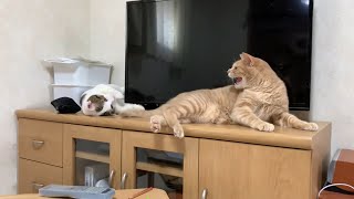 テレビの前を独占する猫の機嫌がおもしろい