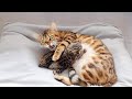 Mother cat Screams From Excitement and Nurses her Little Kittens