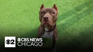 Pilaf is PAWS Chicago's Pet of the Week