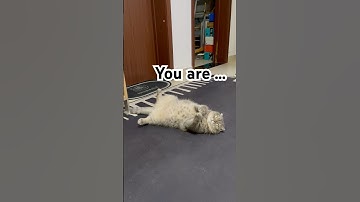 🐱 Thicker than a snicker?! #cat #funnyanimalsplanet #funny #memes #cute #kitten #catshorts