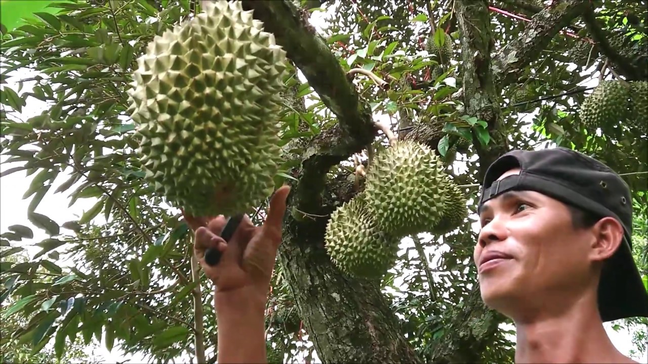 เที่ยวสวนทุเรียนชะนี