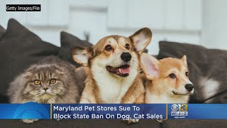 Maryland Pet Stores Sue To Block State Ban On Dog, Cat Sales