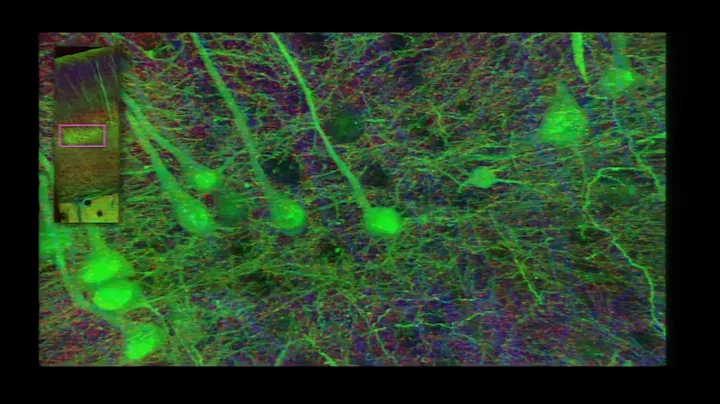 Stephen Smith: 2010 Allen Institute for Brain Science Symposium