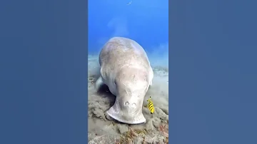 Знакомьтесь-морская корова 🐄