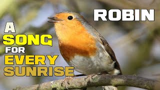 A SONG for Every SUNRISE  Robins  Animal a Day