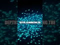 The Enigmatic Migration of the Lanternfish