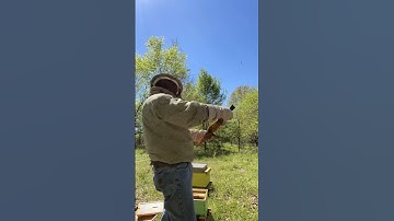 Splitting a bee hive with swarm cells, I point the swarm cells out