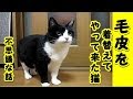【猫 不思議な話】昔飼ってた猫の生まれ変わり(猫 感動 泣ける話 保護 涙腺崩壊 感涙 動物 動画 里親)招き猫ちゃんねる