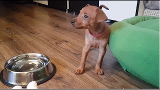 Bringing Our Miniature Pinscher Home #2