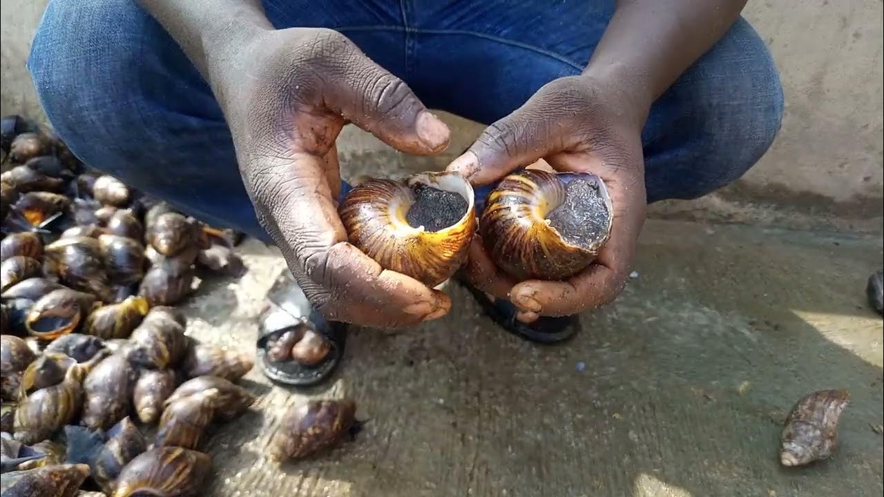SNAILS BREEDERS IDENTIFICATION ( LAND AND WATER) YouTube