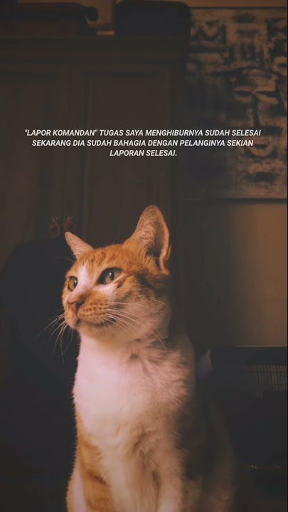 story' wa Yang viral di TikTok #shorts