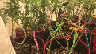 Timber 4vs grow vlog GROVID update 5, Start of flower
