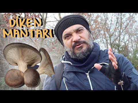 Video: Beyaz bozkır mantarı eringi: yetiştirmenin özellikleri ve özellikleri