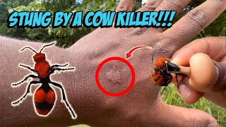 Stung By a Wild Velvet Ant (Cow Killer)!!!