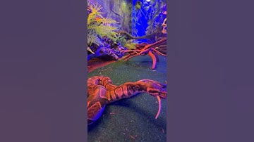 A mouse is visible from the mouth of a python | Mystic Animals #shorts