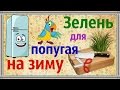 Заготовка на зиму зелени для попугая. Травка на зиму.