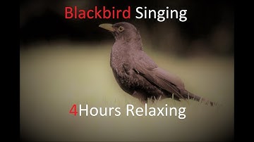 Sounds of Nature Blackbird 4 Hours of the Blackbird