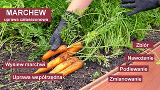 Marchew - Jak uprawiać marchew żeby mieć obfite plony? Uprawa warzyw w ogrodzie.