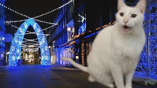 Christmas Songs by Cute Cats