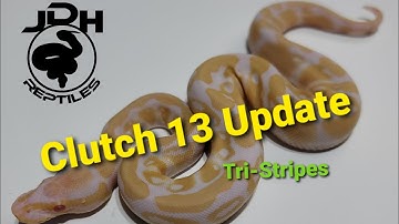 Clutch 13 - Tri-Stripes...