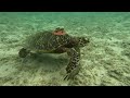 240321 lagon tortue bellavista poisson agonie