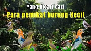 SUARA PIKAT BURCIL DAN KUTILANG PALING IDCARI TERBARU |2025 #suarapikatburungkecil
