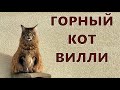 Горный КОТ Вилли