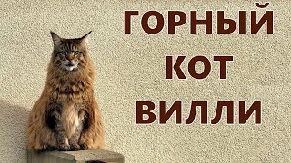 Горный КОТ Вилли Горный КОТ Вилли