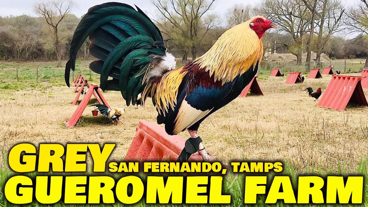 Beautiful Giros Grey Gueromel Farm Tamaulipas Mexico
