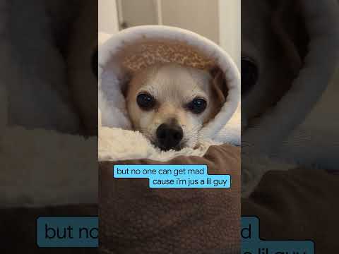 “Im just a lil guy” 🐕