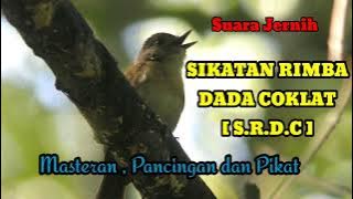 SUARA PIKAT DAN MASTERAN BURUNG SRDC, BURUNG SIKATAN RIMBA DADA COKLAT GACOR MP3 PIKAT Pancingan