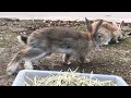【突然】一瞬の出来事でした…