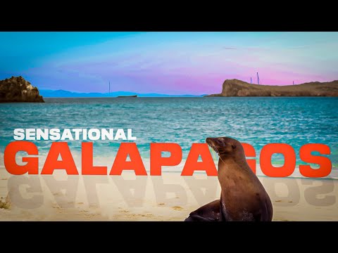 Video: I 7 migliori tour delle Galapagos del 2022