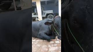 Cow sad story | Cow and dog emotional #shorts #trending #emotional @divyansh_upadhyay