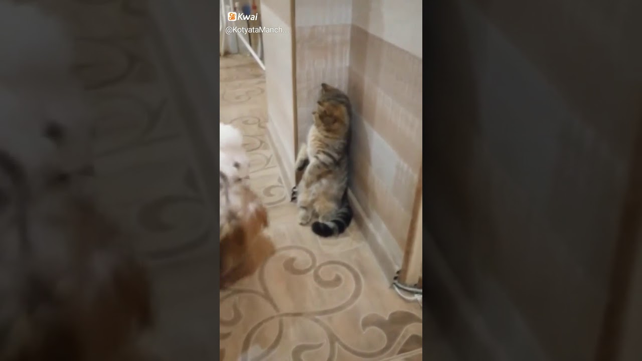 Кот и собаки - YouTube