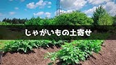 ジャガイモの土寄せ Hilling Potatoes Youtube Youtube ジャガイモの土寄せ Hilling Potatoes Youtube Youtube