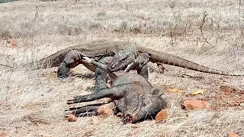 Komodo Dragons Eating Wild Boar On The Hill